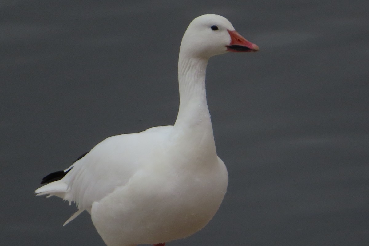 Snow Goose - ML399435271