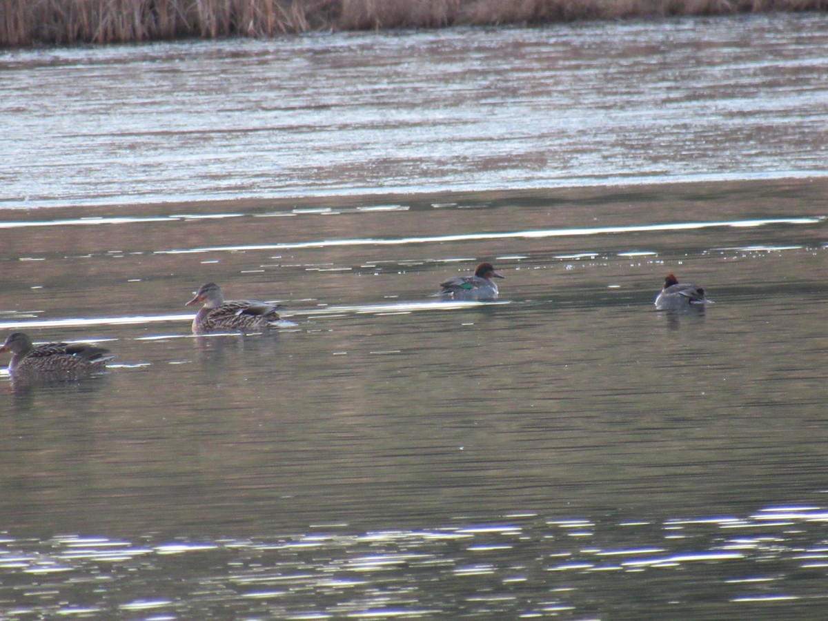 Green-winged Teal - ML399435621