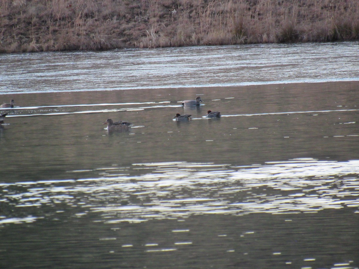 Green-winged Teal - ML399435631