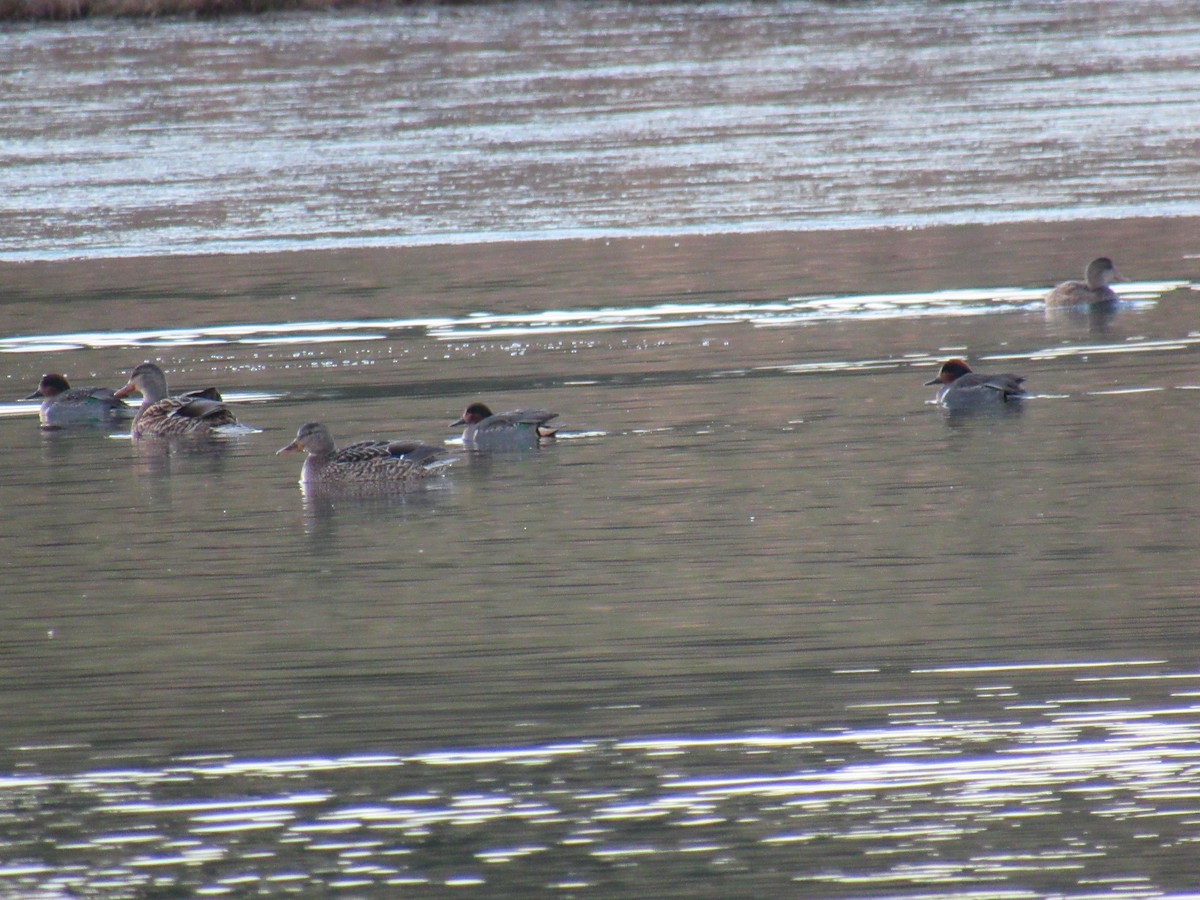 Green-winged Teal - ML399435641