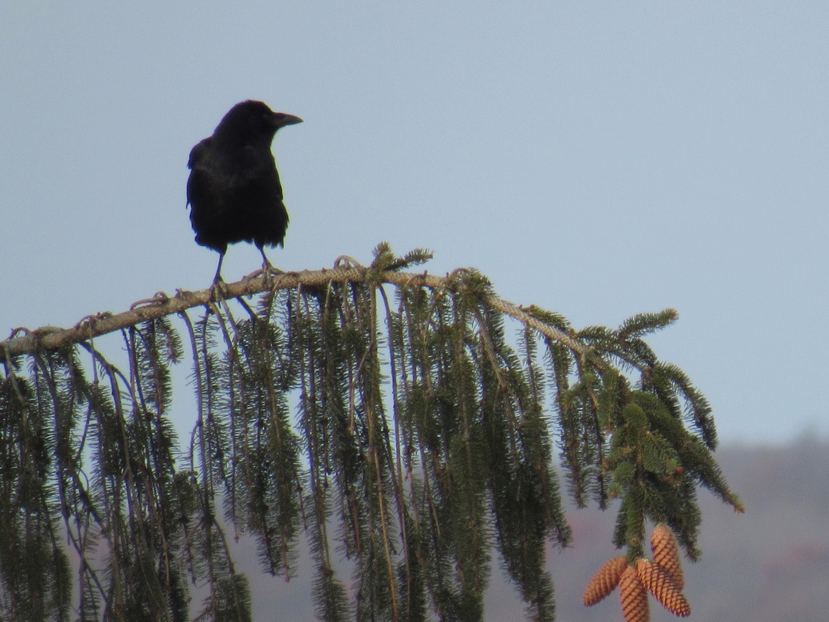 American Crow - ML399435921