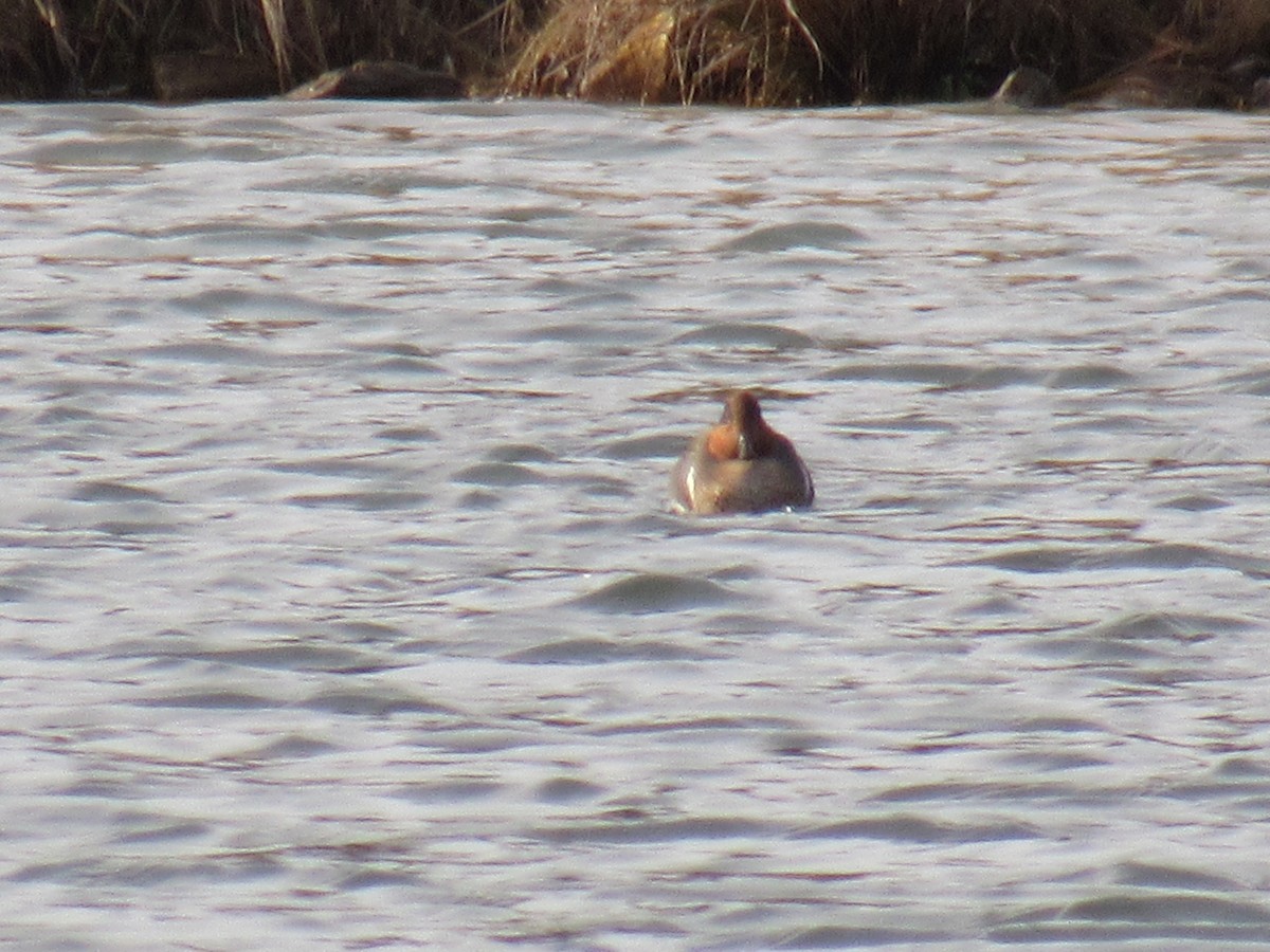 Green-winged Teal - ML399436011