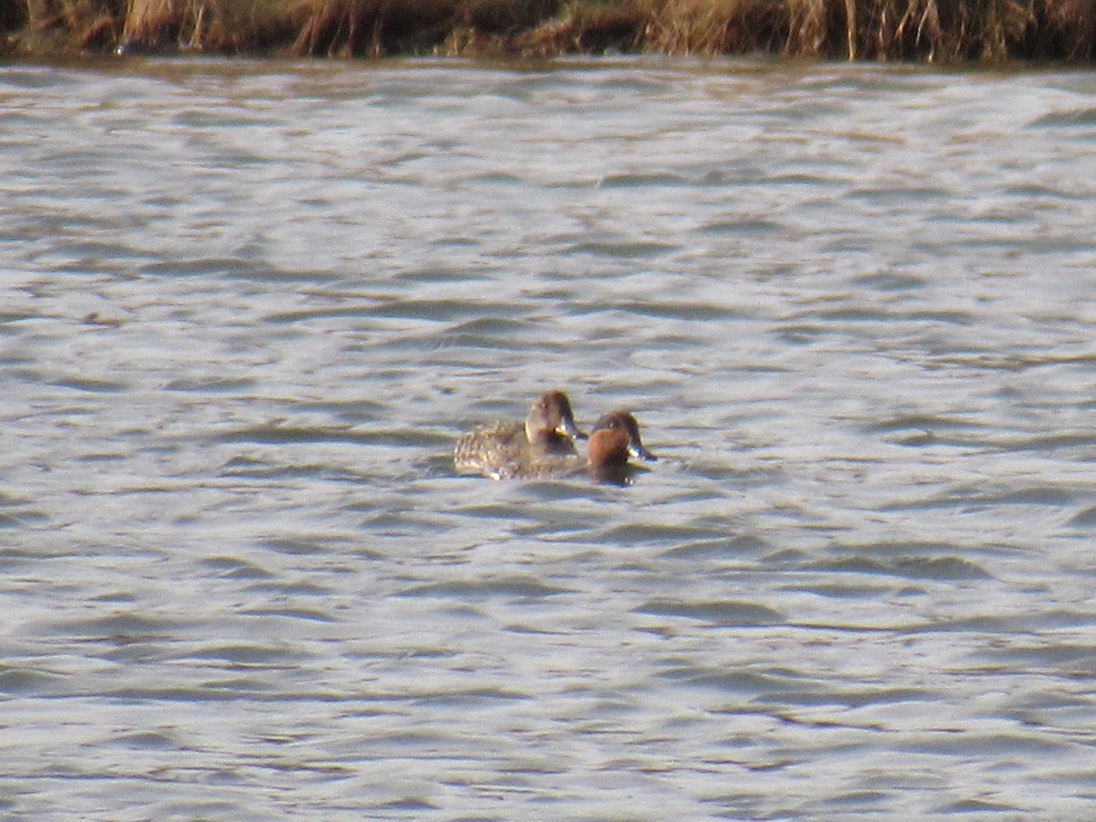 Green-winged Teal - ML399436021