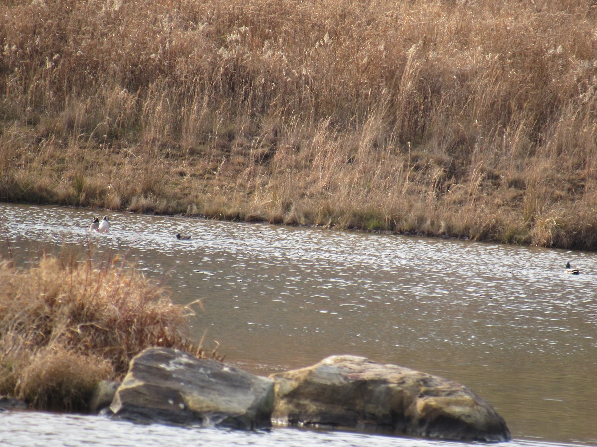 Green-winged Teal - ML399436071