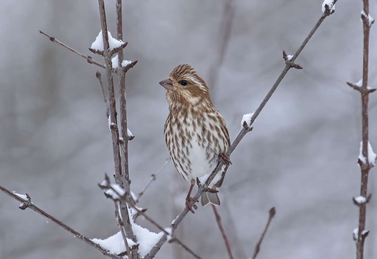 Purple Finch - ML399436291