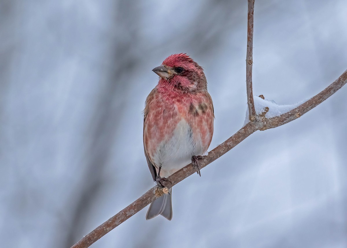 Purple Finch - ML399436311