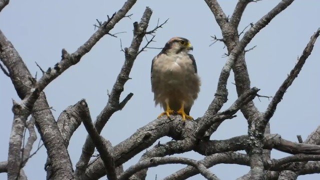 Lanner Falcon - ML399436451