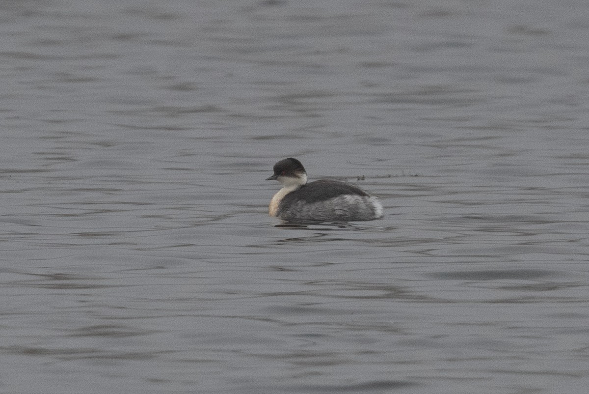 Silvery Grebe (Andean) - John C. Mittermeier