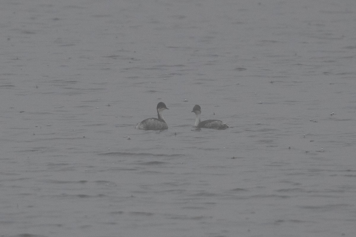 Silvery Grebe (Andean) - John C. Mittermeier