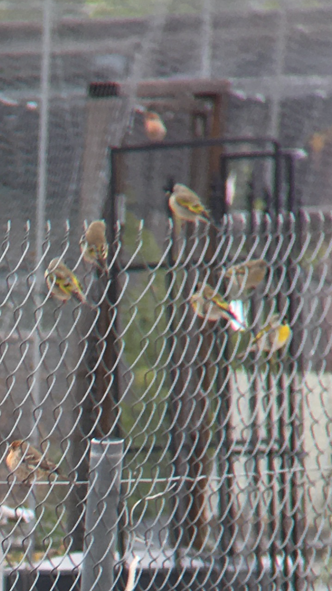 Lawrence's Goldfinch - ML399440141