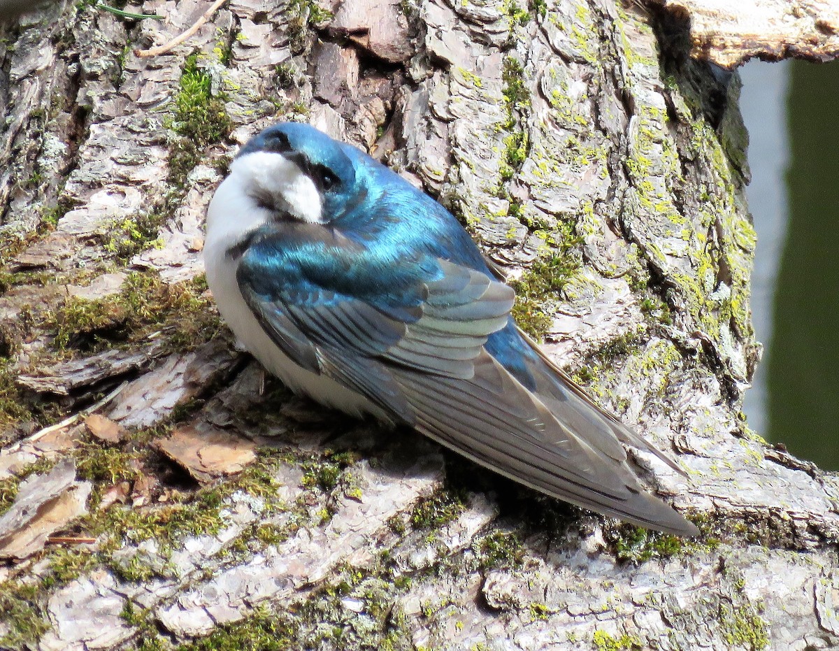 Golondrina Bicolor - ML399441001