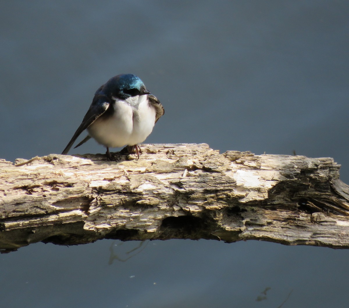 Golondrina Bicolor - ML399441041