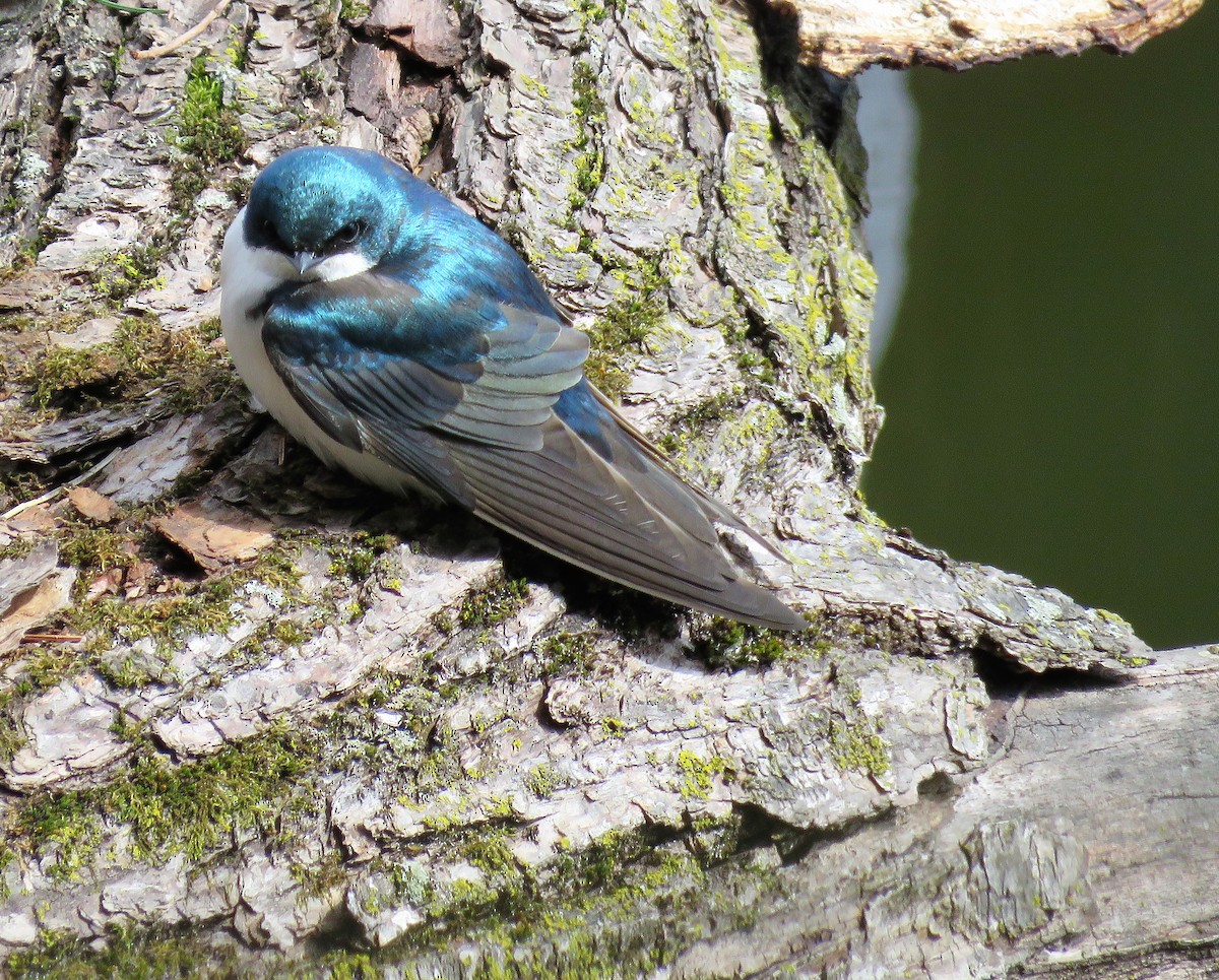 Golondrina Bicolor - ML399441061