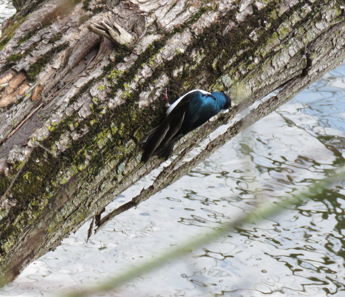 Golondrina Bicolor - ML399441121