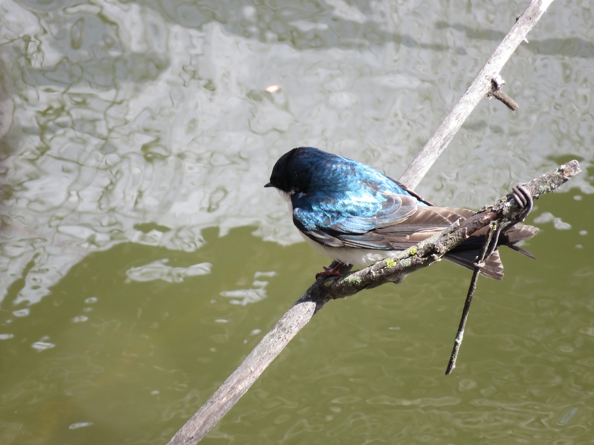 Golondrina Bicolor - ML399441131