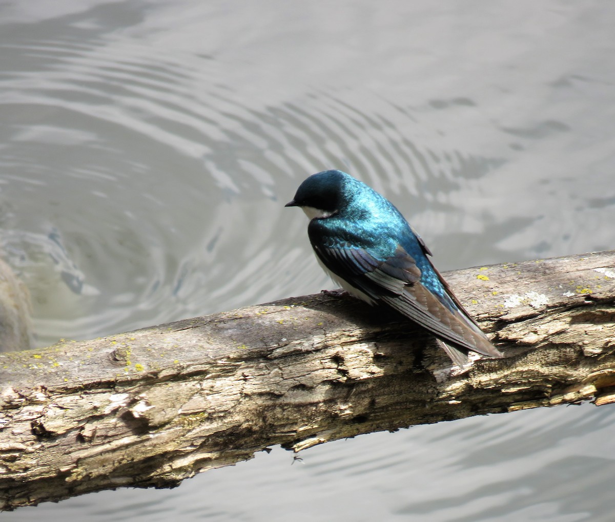 Golondrina Bicolor - ML399442241