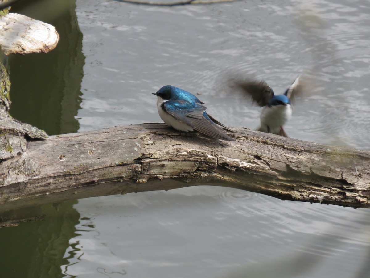 Tree Swallow - ML399442401