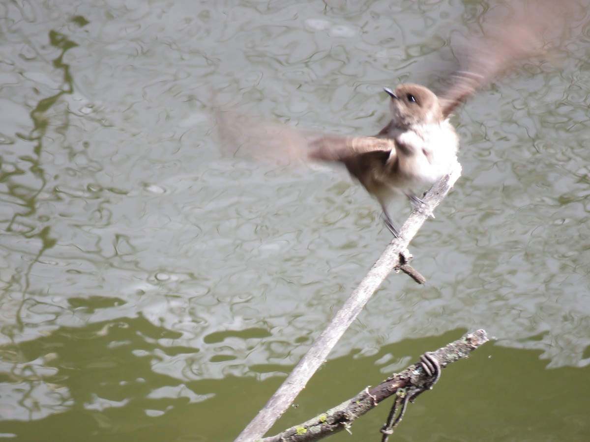Northern Rough-winged Swallow - ML399442931