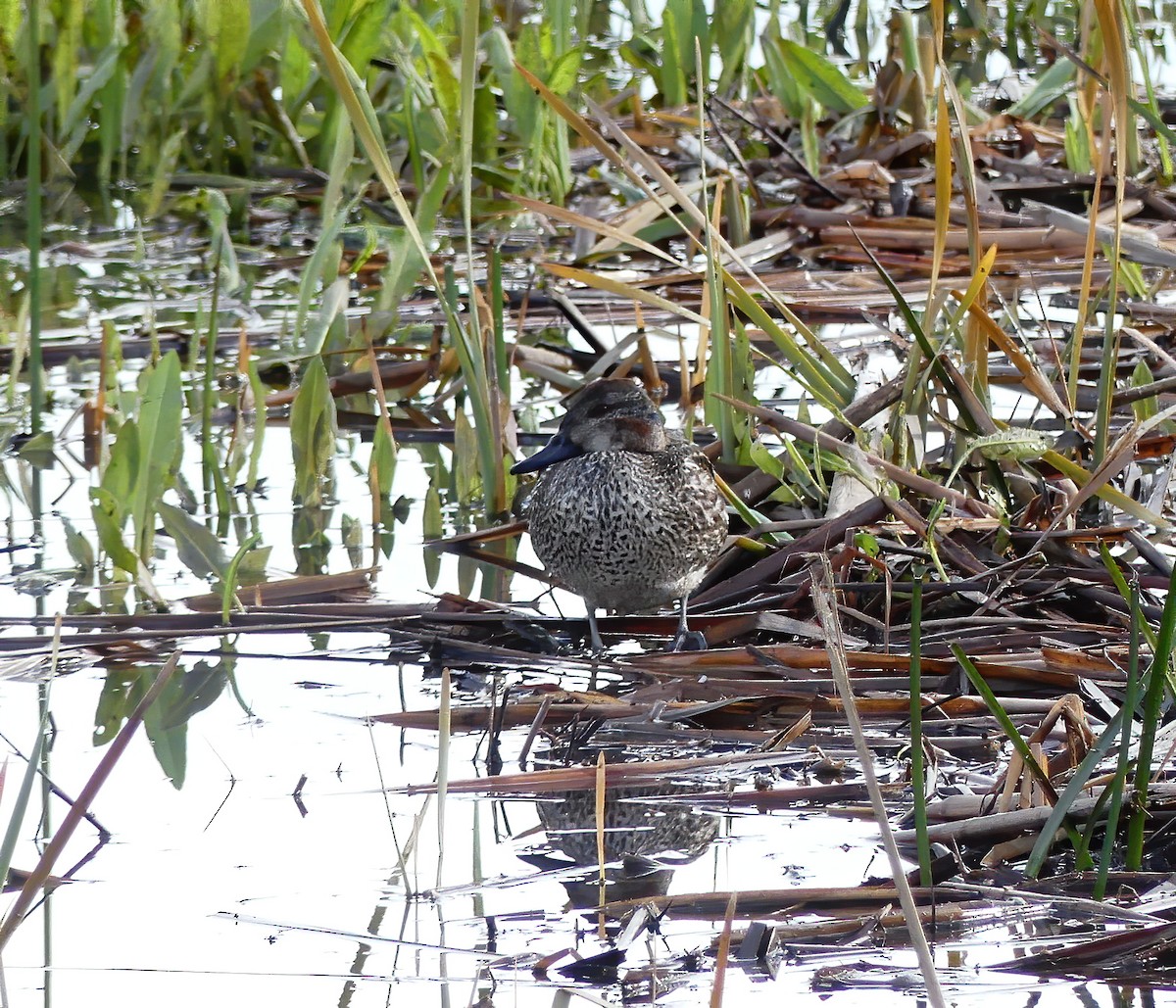 Green-winged Teal - ML399443011