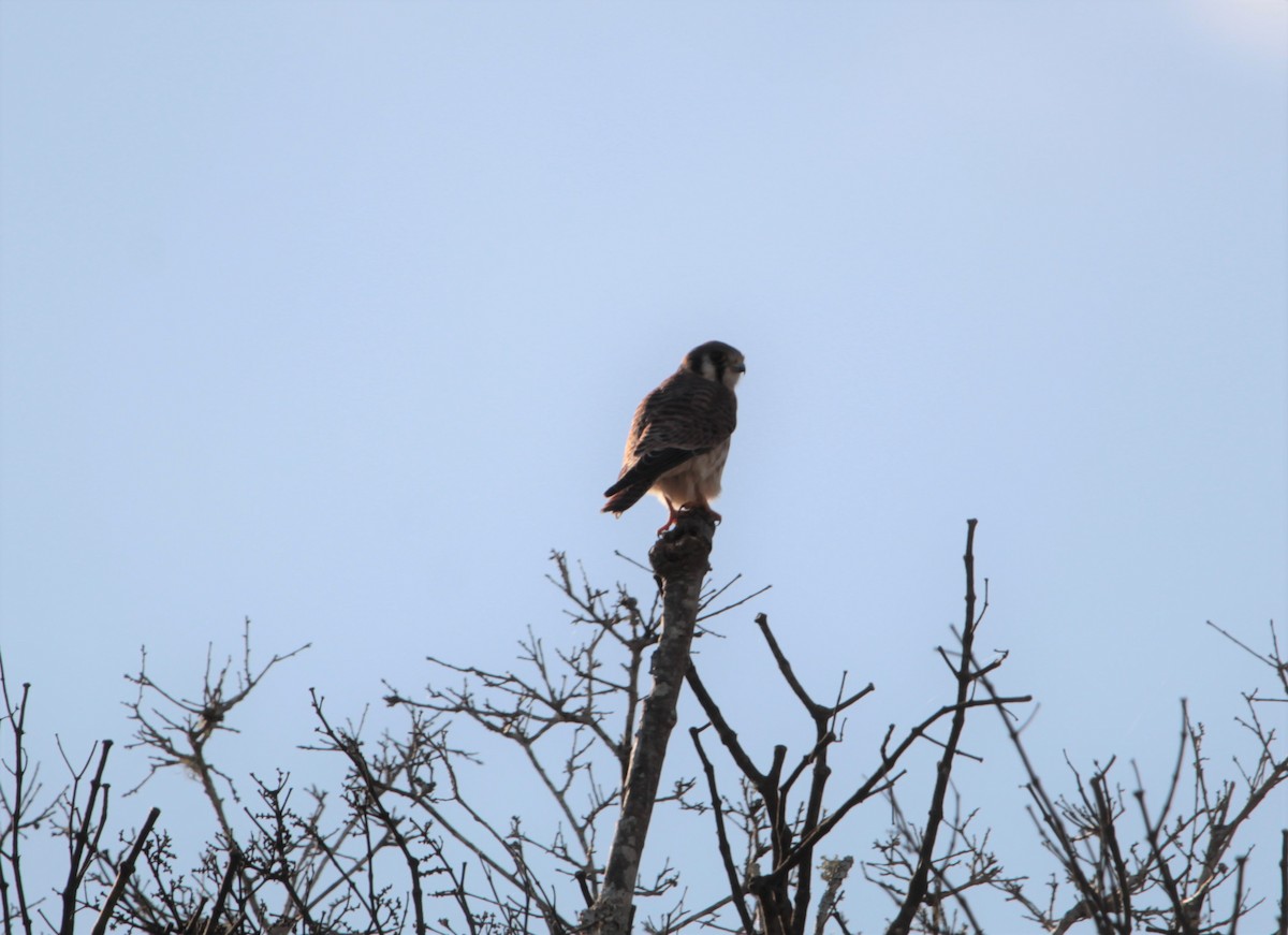 American Kestrel - ML399443301