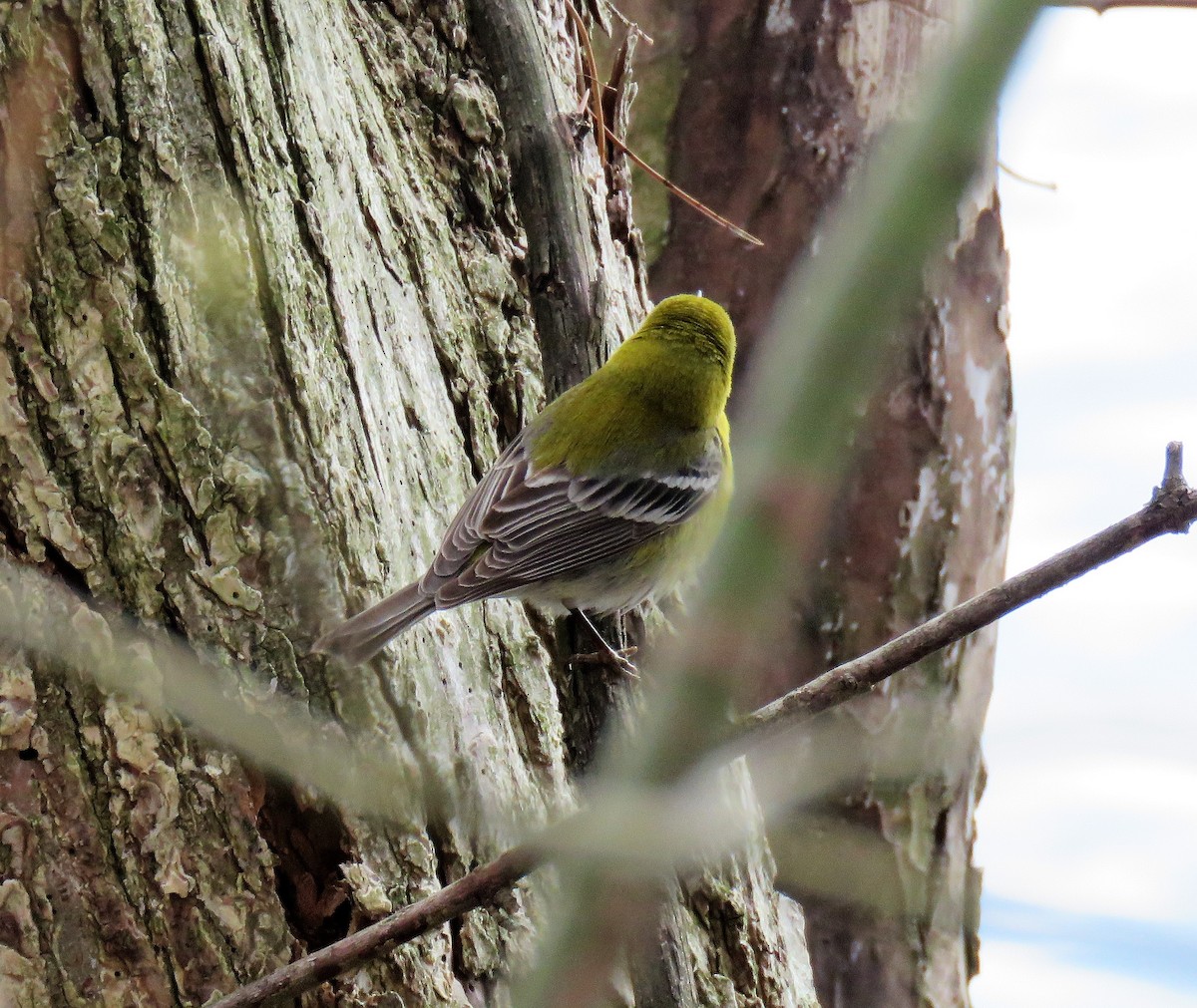 Pine Warbler - ML399443451