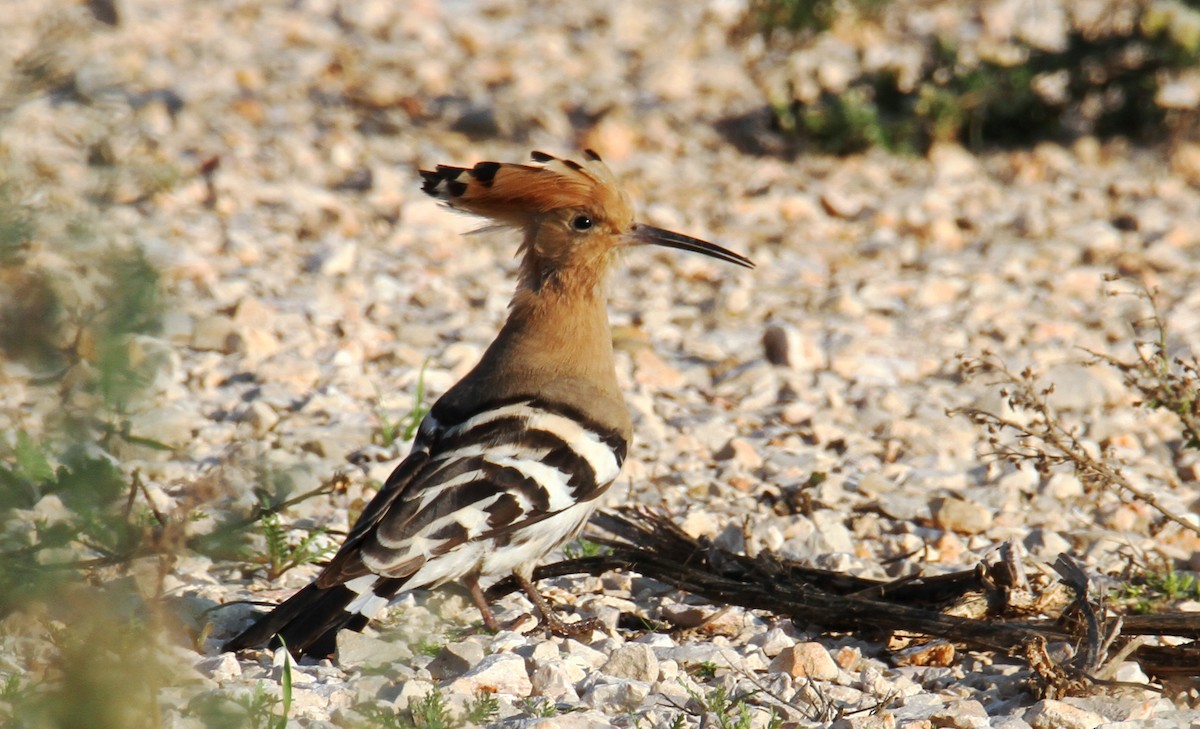 Eurasian Hoopoe - ML399444451