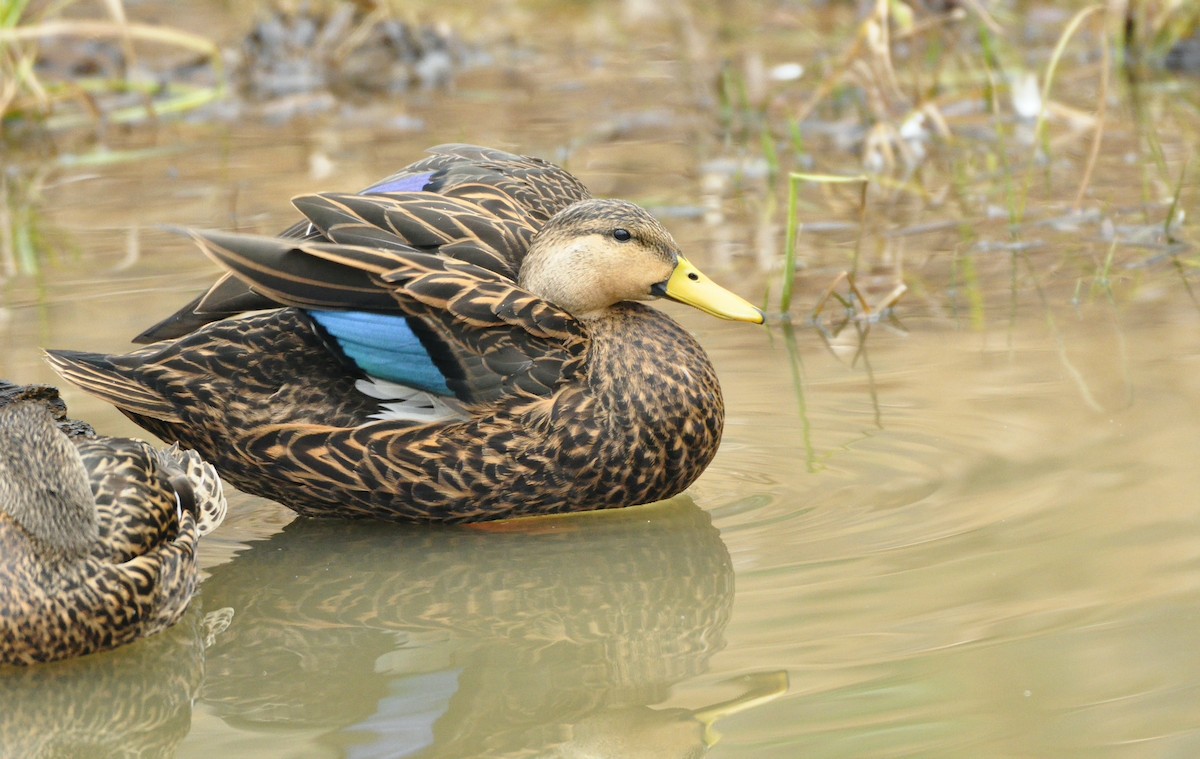 Mottled Duck - ML399444771