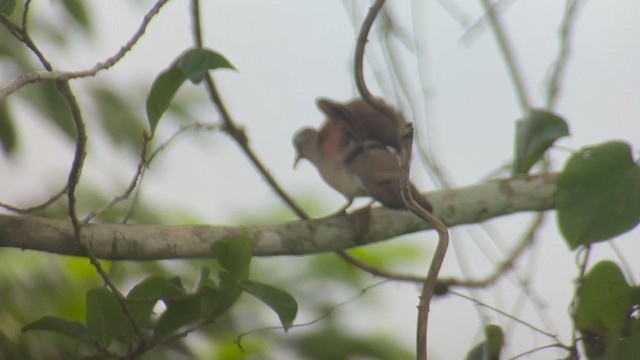 Blue-spotted Wood-Dove - ML399445671