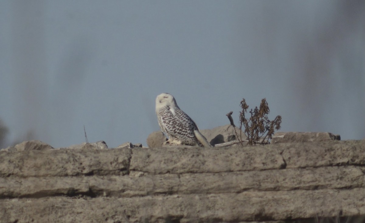 Snowy Owl - ML399447371