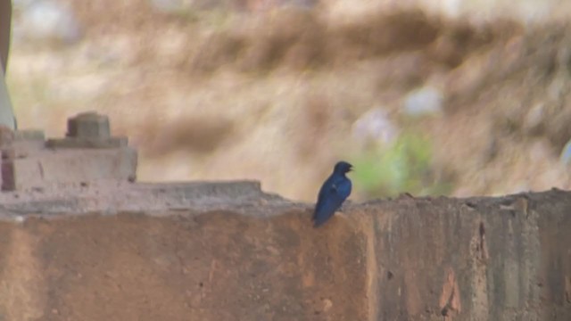 White-throated Blue Swallow - ML399447381