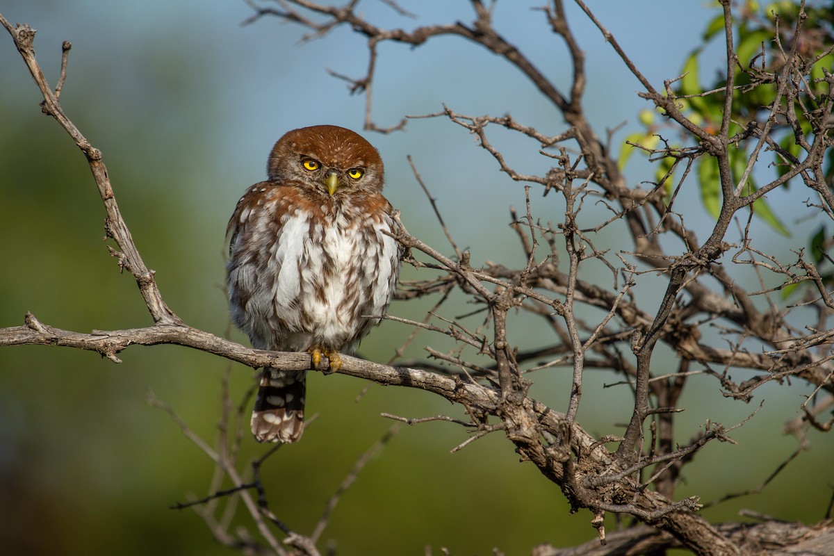 Pearl-spotted Owlet - Cameron Pearce