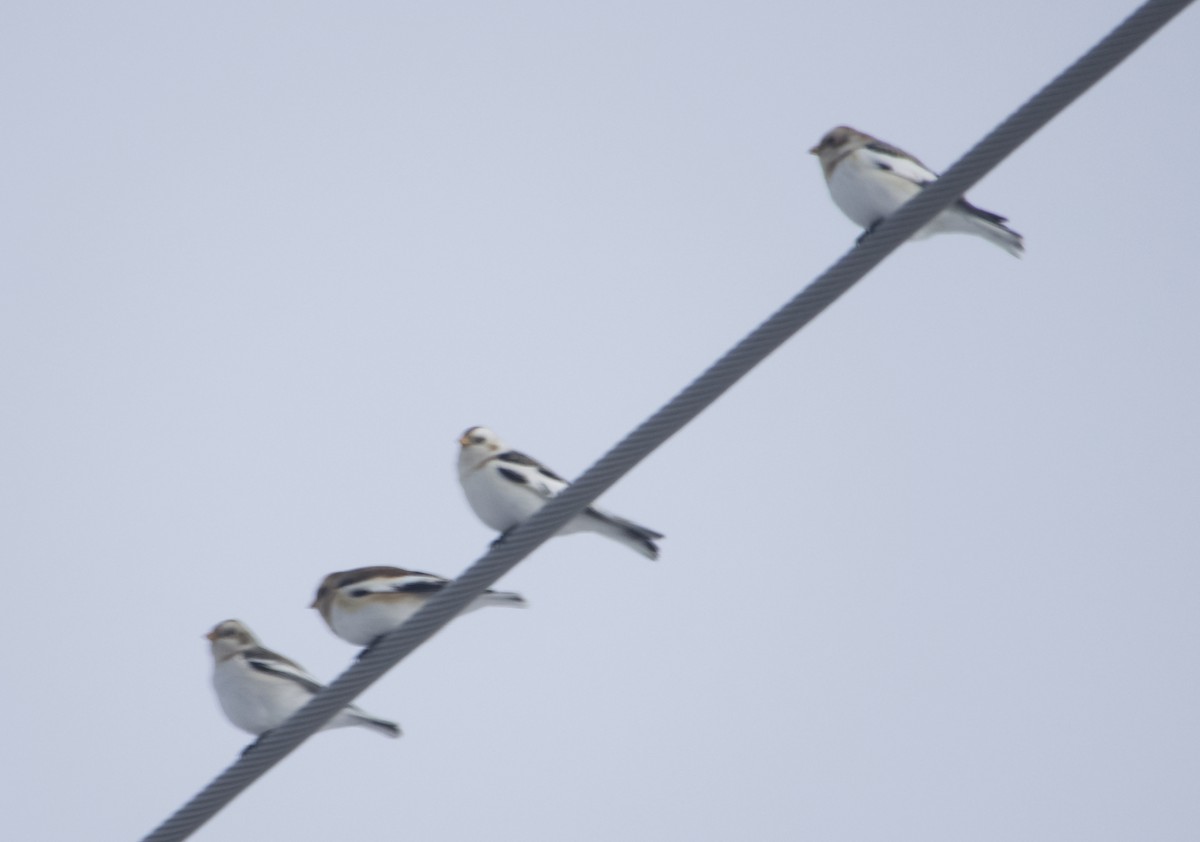 Snow Bunting - ML399447791