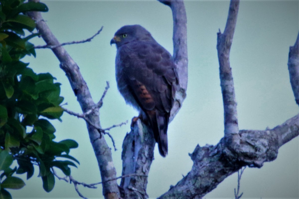 Roadside Hawk - ML399448011