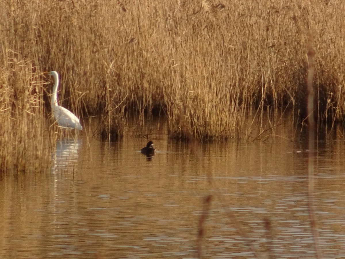 Greater Scaup - ML399448741