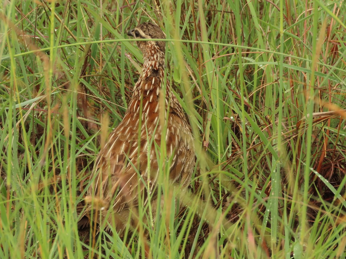 Crested Francolin - ML399450931