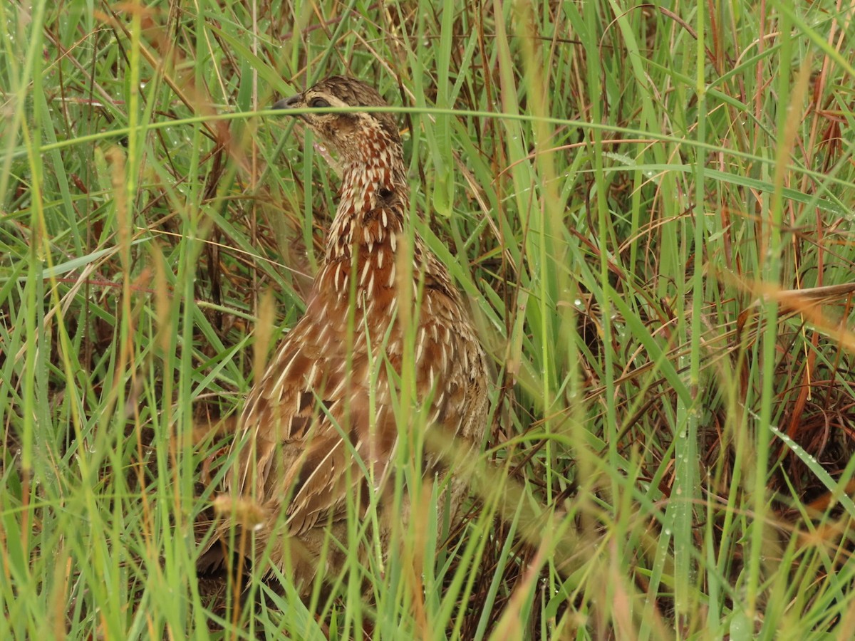 Crested Francolin - ML399450951