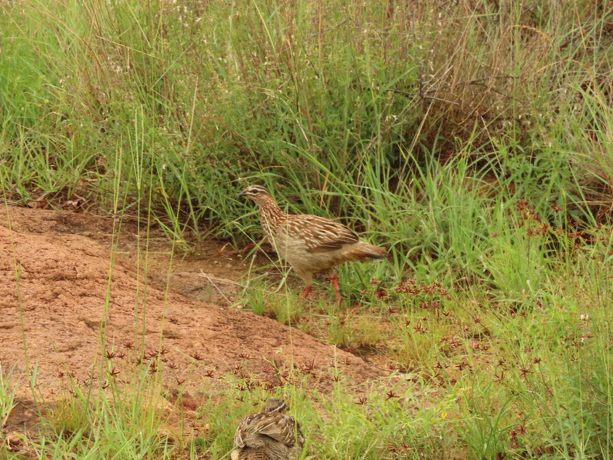 Crested Francolin - ML399450961