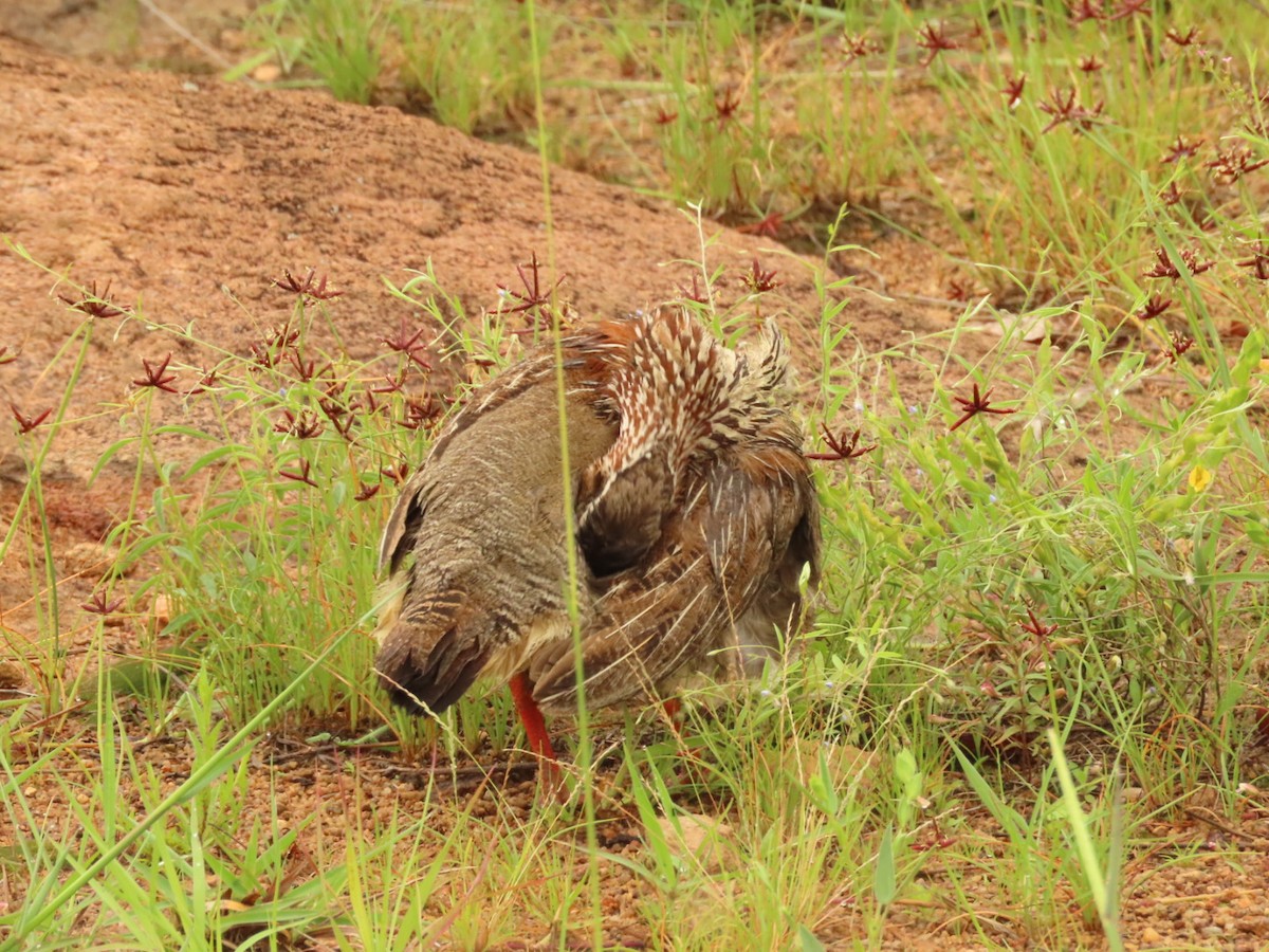 Crested Francolin - ML399450991