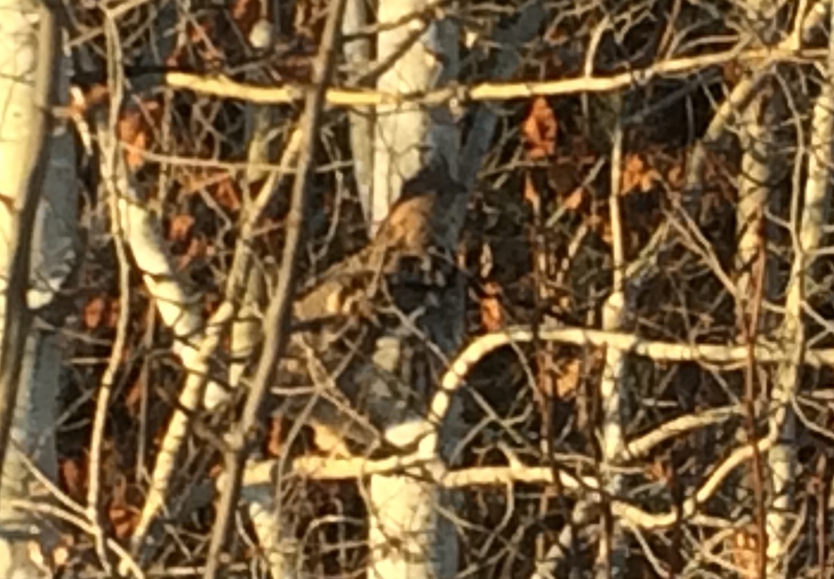 Ruffed Grouse - Douglas Tate