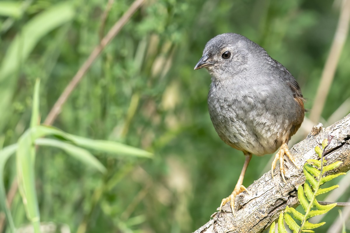 Ochre-flanked Tapaculo - ML399452271