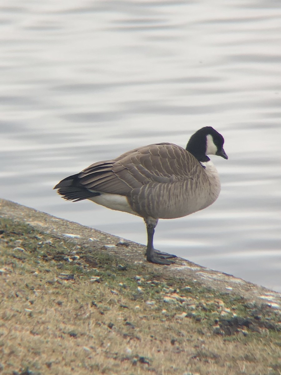 Cackling Goose (Richardson's) - ML399452551