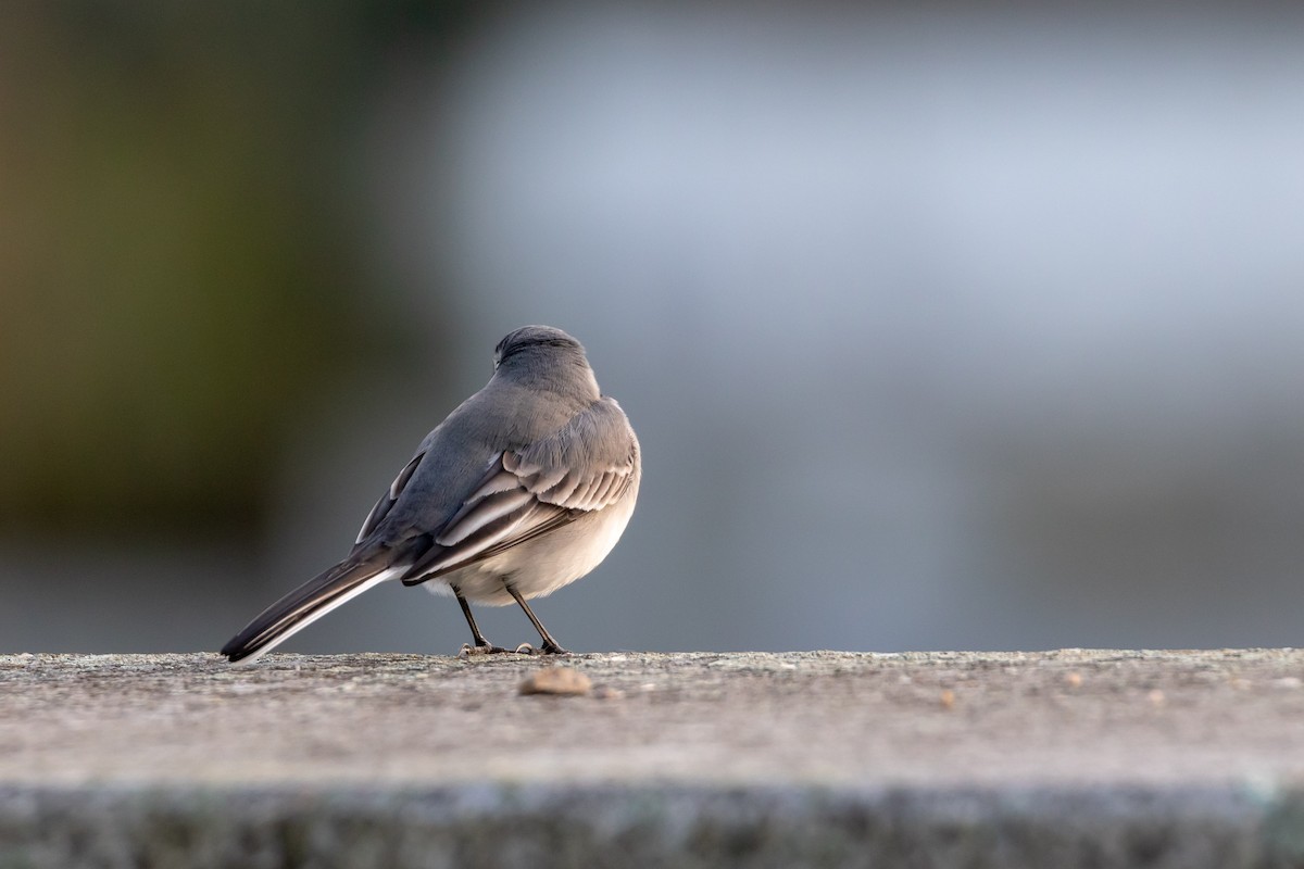 White Wagtail (White-faced) - ML399452801