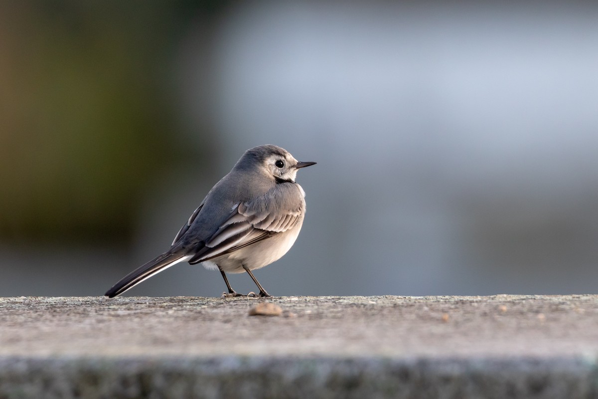 White Wagtail (White-faced) - ML399452811