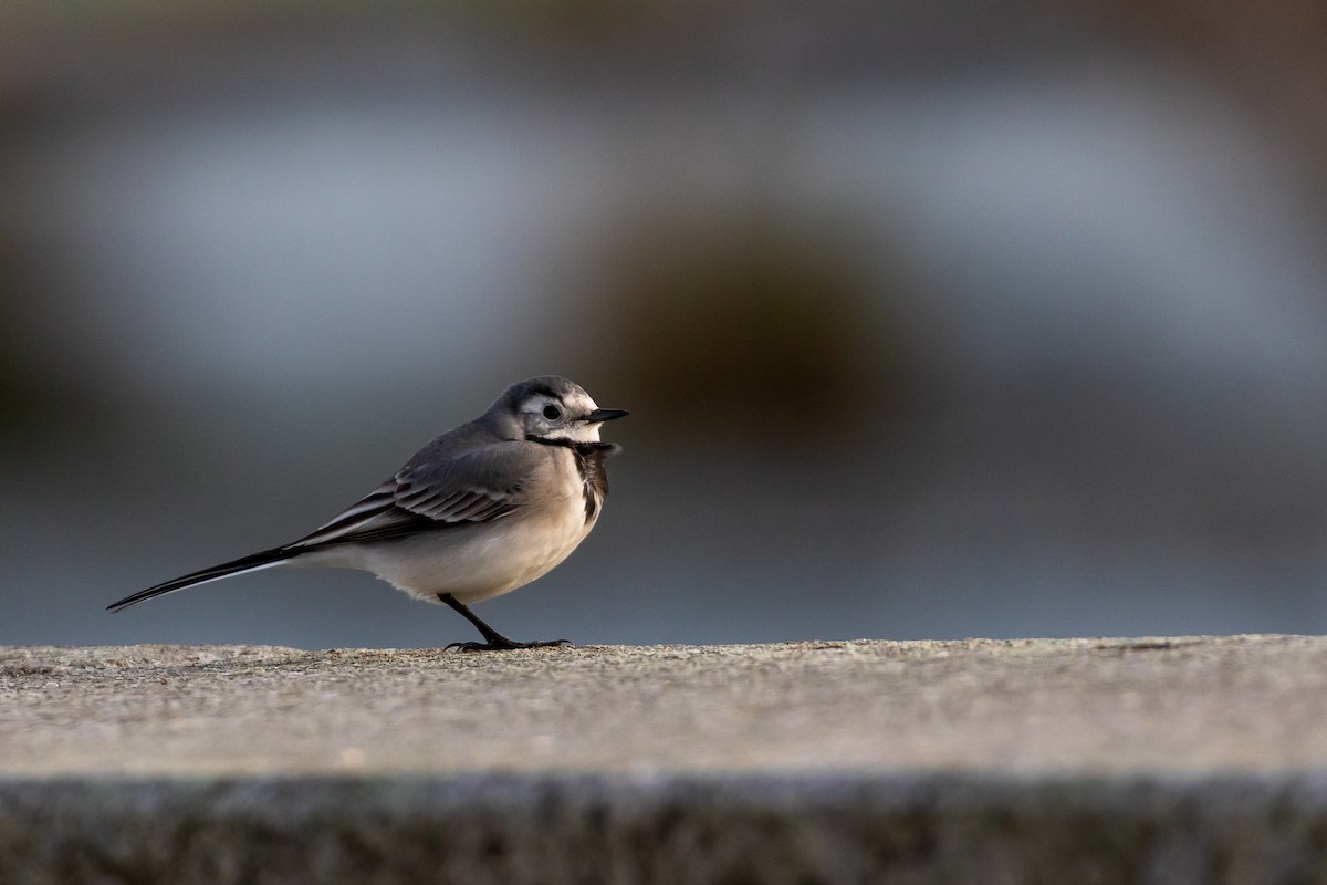 White Wagtail (White-faced) - ML399452821