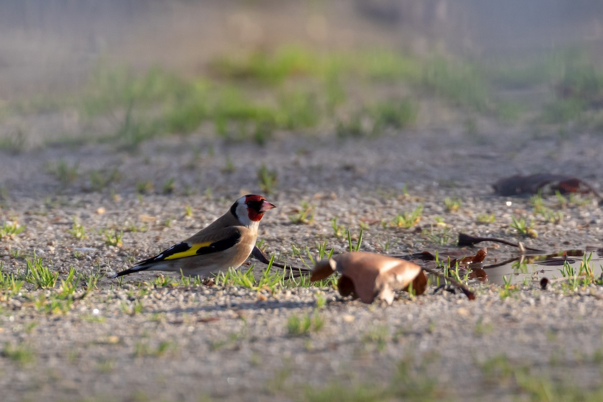 European Goldfinch - Mário Trindade