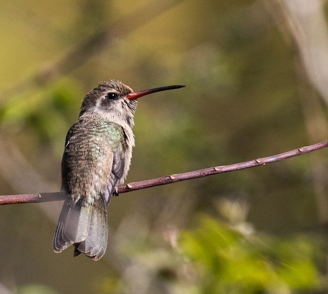 Field Identification - Broad-billed Hummingbird - Cynanthus