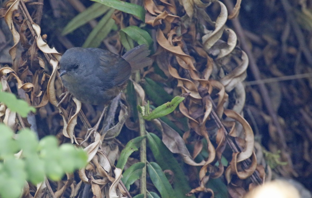 Pale-bellied Tapaculo - Geert Bouke Kortleve