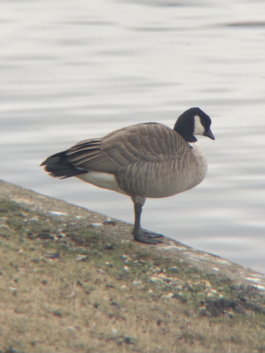 Cackling Goose (Richardson's) - ML399453221