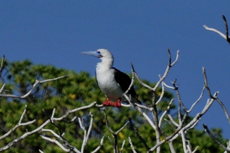 Fou à pieds rouges - ML39945371