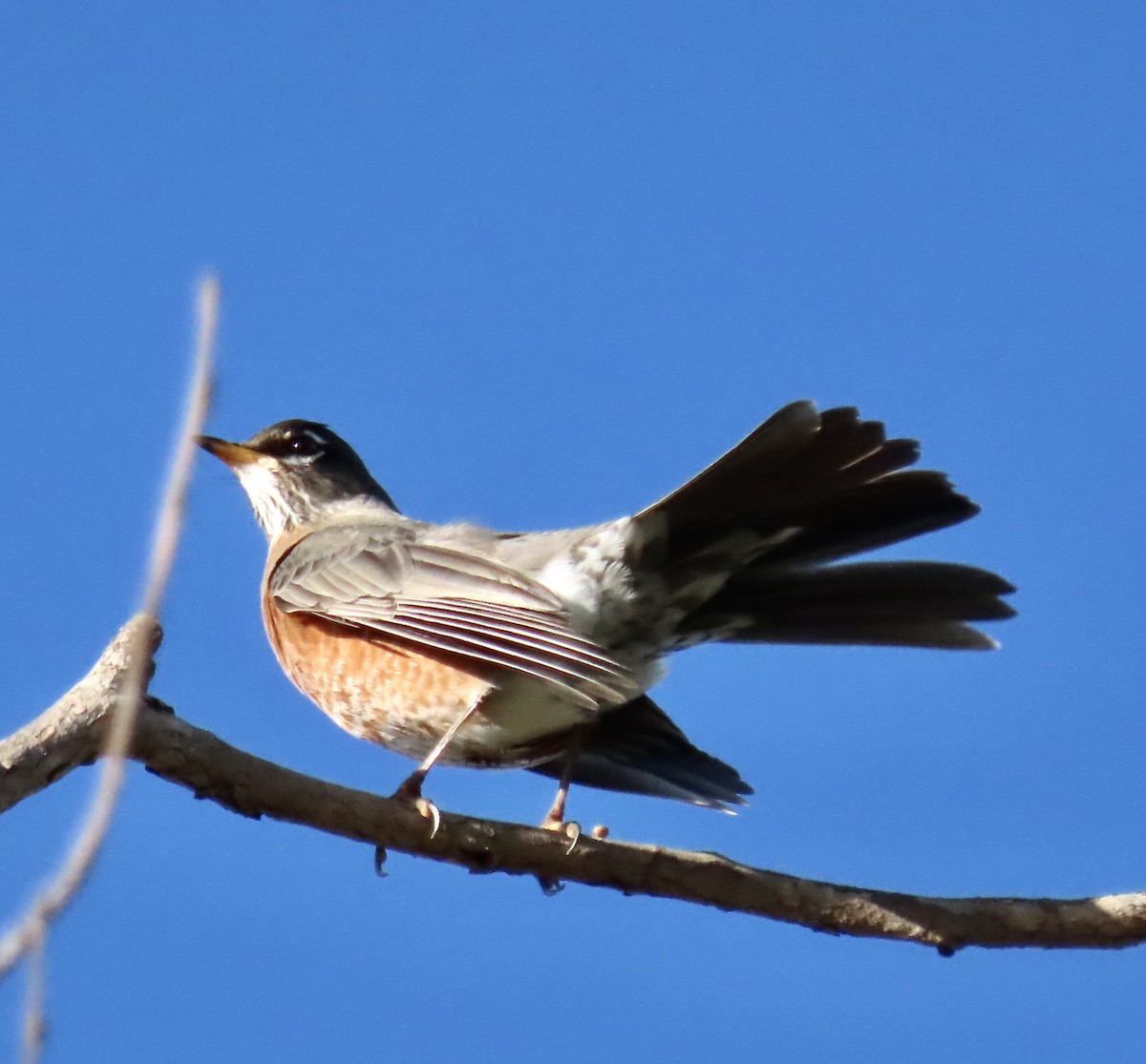 American Robin - ML399454061